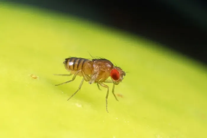 Framed Print : Fruit Fly - Red eyes - vestigal wings
Framed Print : Fruit Fly - Red eyes - vestigal wings