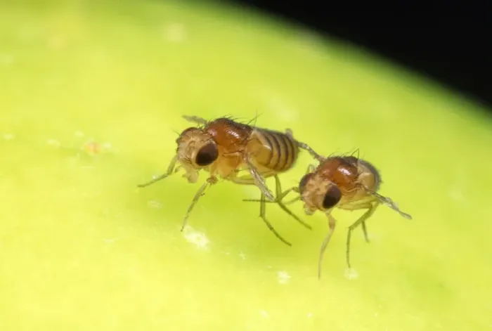 Framed Print : Fruit Fly Strains - brown eyes - vestigal wings Framed Print : Fruit Fly Strains - brown eyes - vestigal wings