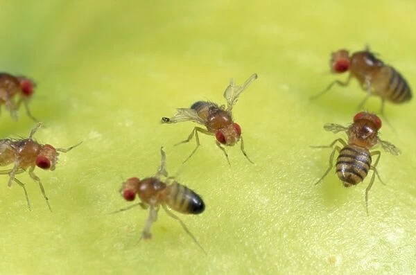 Fruit Fly strains - red eyes - vestigial wings