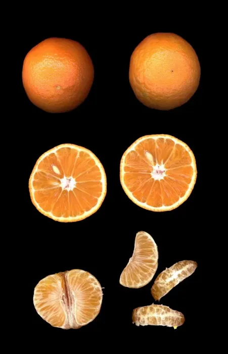Framed Print : Fruit - Mandarin Framed Print : Fruit - Mandarin