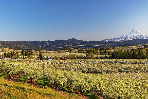 Fruit orchards in full bloom with Mount Hood in Hood River, Oregon, USA Date: 17-04-2021