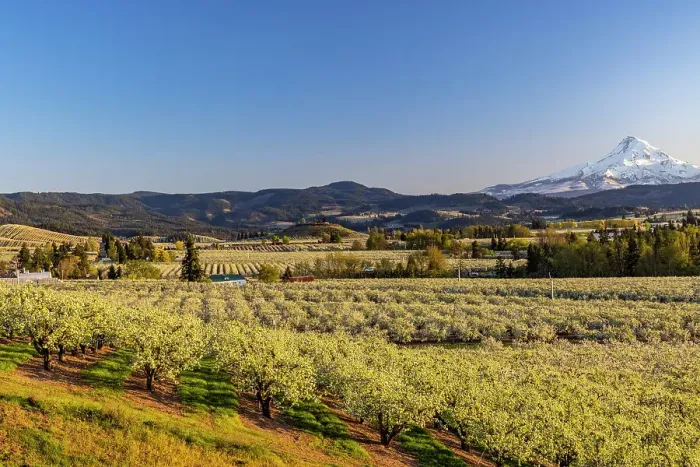 Framed Print : Fruit orchards in full bloom with Mount Hood in Hood River, Oregon, USA Date: 17-04-2021 Framed Print : Fruit orchards in full bloom with Mount Hood in Hood River, Oregon, USA Date: 17-04-2021