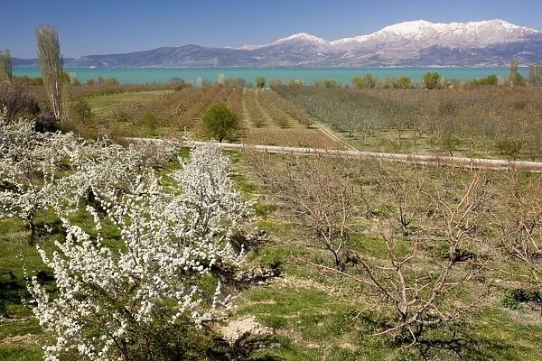Fruit Orchards - in spring on the shores of Lake Egirdir, looking across at Gelincik Dag (2799m). Anatolia, Turkey