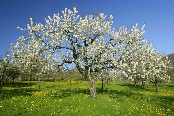 Fruit tree meadow with flowering cherry trees and dandelions in early spring Baden-Wuerttemberg, Germany