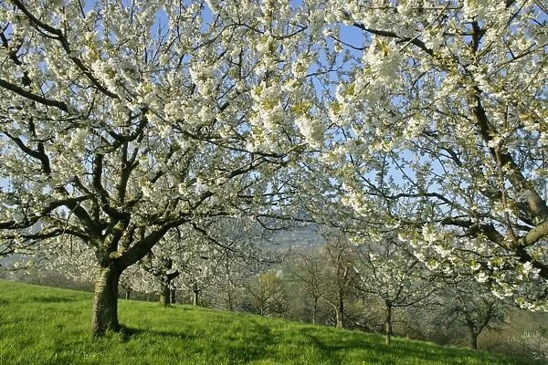 Fruit tree meadow flowering cherry trees in early spring Baden-Wuerttemberg, Germany