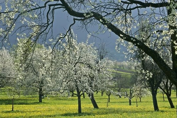 Fruit tree meadow with flowering plum, pear and cherry trees and dandelions in early spring Baden-Wuerttemberg, Germany
