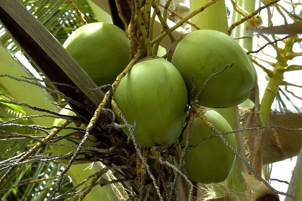 Fruits of Calabash Tree - National Tree of St. Lucia Windward Islands. February