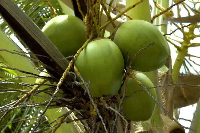 Framed Print : Fruits of Calabash Tree - National Tree of St. Lucia Windward Islands. February Framed Print : Fruits of Calabash Tree - National Tree of St. Lucia Windward Islands. February
