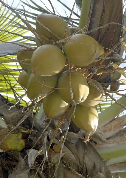 Fruits from the Coconut Palm. St. Lucia, Windward Islands. February