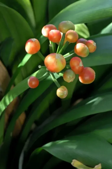 Framed Print : The fruits of Cordia gerascanthus at the Botanical Gardens in Puerto de la Cruz, Tenerife. February Framed Print : The fruits of Cordia gerascanthus at the Botanical Gardens in Puerto de la Cruz, Tenerife. February
