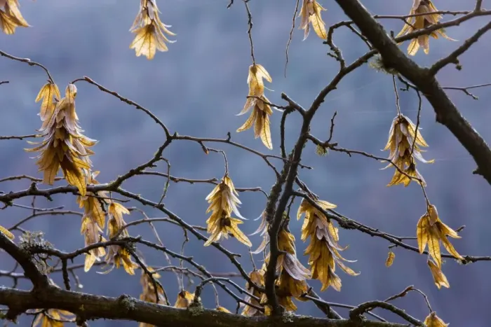 Framed Print : Fruits of hornbeam (Carpinus betulus) in winter, France Framed Print : Fruits of hornbeam (Carpinus betulus) in winter, France