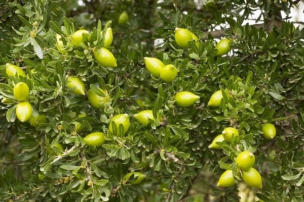 Fruits of the rare Argan tree, Argania spinosa = Argania sideroxylon. Rare endemic tree occurs in protected forest, Morocco