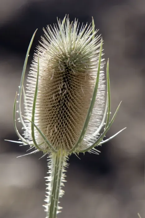 Framed Print : Fuller's Teasel - close-up. France Framed Print : Fuller's Teasel - close-up. France