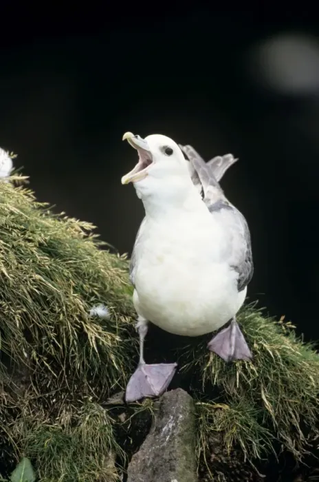 Framed Print : Fulmar - adult bird calling Framed Print : Fulmar - adult bird calling