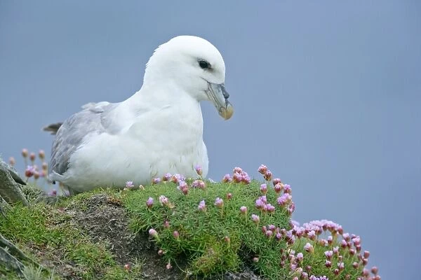 Fulmar - adult sitting on nest - in sea thrift - Sumburgh Head RSPB Reserve, South Mainland, Shetland Isles, Scotland, UK