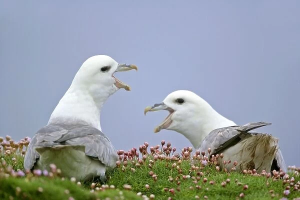 Fulmar - two adults defending their nests - in sea thrift - Sumburgh Head RSPB Reserve, South Mainland, Shetland Isles, Scotland, UK