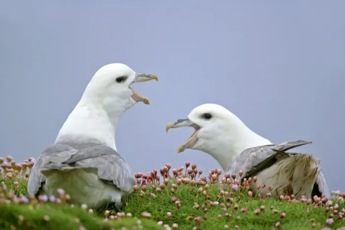 Framed Print : Fulmar - two adults defending their nests - in sea thrift - Sumburgh Head RSPB Reserve, South Mainland, Shetland Isles, Scotland, UK Framed Print : Fulmar - two adults defending their nests - in sea thrift - Sumburgh Head RSPB Reserve, South Mainland, Shetland Isles, Scotland, UK