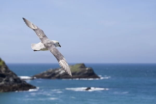 Fulmar - Flight - Cornwall - UK