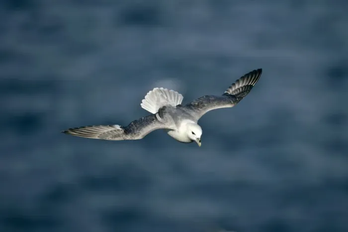 Framed Print : Fulmar in flight Eshaness, Northmavine, North Mainland, Shetland Isles, Scotland, UK Framed Print : Fulmar in flight Eshaness, Northmavine, North Mainland, Shetland Isles, Scotland, UK