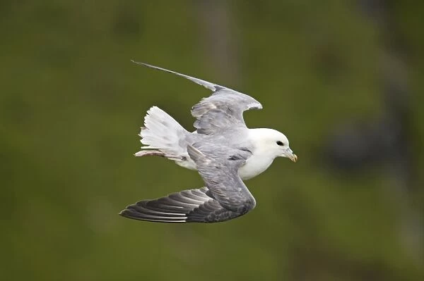 Fulmar - In flight Hermaness Nature Reserve, Unst, Shetland, UK BI010556