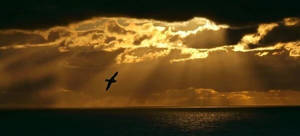 Fulmar in flight in front of spectacular lighting with sun beams breaking through heavy clouds Eshaness, Northmavine, North Mainland, Shetland Isles, UK