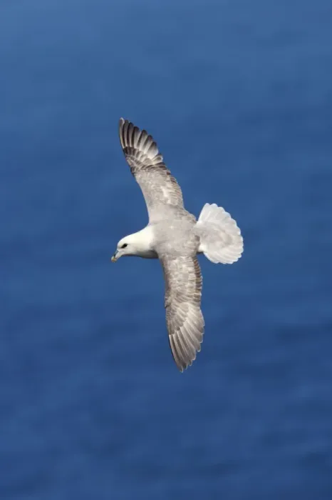Framed Print : Fulmar - In flight Sumburgh Head, Shetland, UK BI010613 Framed Print : Fulmar - In flight Sumburgh Head, Shetland, UK BI010613
