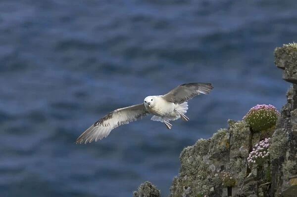 Fulmar - In flight Sumburgh Head, Shetland, UK BI010620