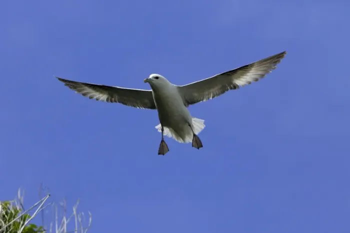 Framed Print : Fulmar-hovering in flight against blue sky, Northumberland UK