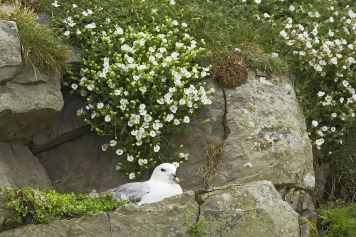 Framed Print : Fulmar - On nest amongst sea campion Sumburgh Head, Shetland, UK BI010624 Framed Print : Fulmar - On nest amongst sea campion Sumburgh Head, Shetland, UK BI010624