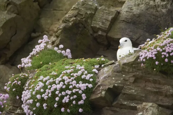 Framed Print : Fulmar - On nest amongst thrift Sumburgh Head, Shetland, UK BI010634 Framed Print : Fulmar - On nest amongst thrift Sumburgh Head, Shetland, UK BI010634