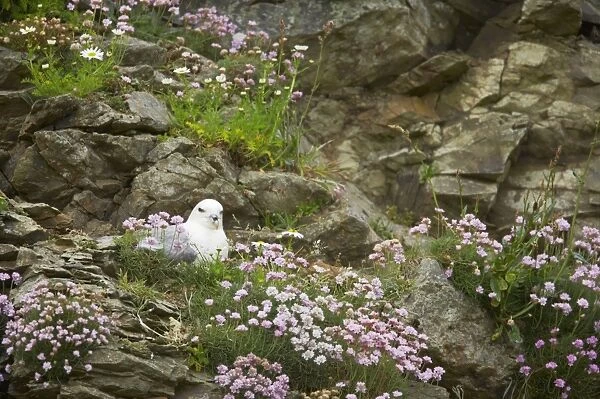 Fulmar - On nest amongst thrift Sumburgh Head, Shetland, UK BI010630