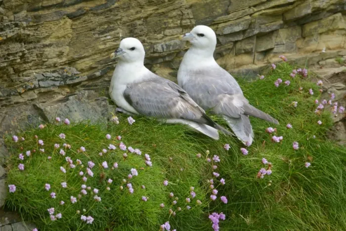 Framed Print : Fulmar pair of adults sitting on cliff ledge - sea thrift flowers Sumburgh Head RSPB Reserve, South Mainland, Shetland Isles, Scotland, UK Framed Print : Fulmar pair of adults sitting on cliff ledge - sea thrift flowers Sumburgh Head RSPB Reserve, South Mainland, Shetland Isles, Scotland, UK