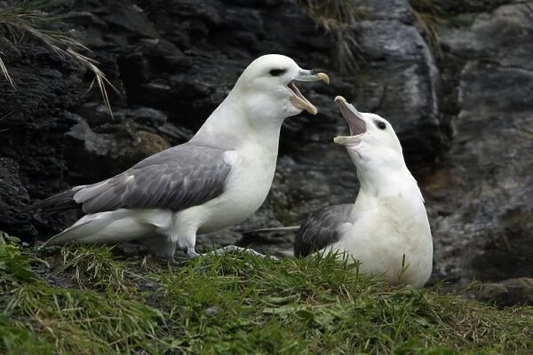 Fulmar-pair courtship displaying on coastal cliff, Northumberland UK