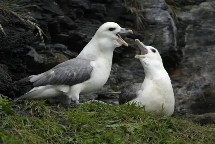 Framed Print : Fulmar-pair courtship displaying on coastal cliff, Northumberland UK Framed Print : Fulmar-pair courtship displaying on coastal cliff, Northumberland UK