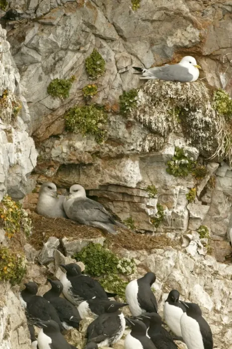 Framed Print : Fulmar - pair nesting with Kittiwake on nest and bridled Guillemots in foreground - June - Bear Island - North Norway Framed Print : Fulmar - pair nesting with Kittiwake on nest and bridled Guillemots in foreground - June - Bear Island - North Norway