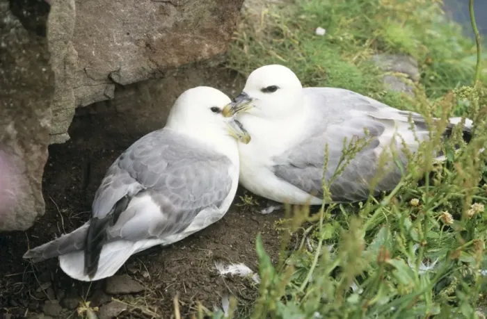 Framed Print : Fulmar - pair at nesting site Framed Print : Fulmar - pair at nesting site