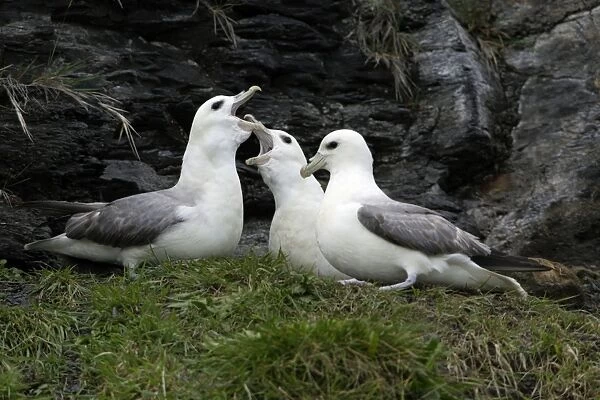 Fulmar-pair and rival courtship displaying on coastal cliff, Northumberland UK