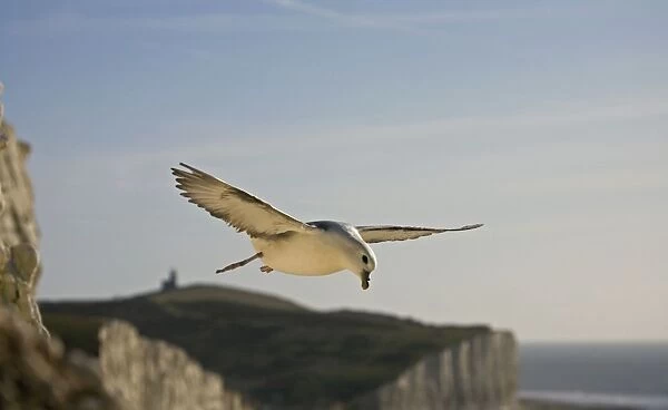 Fulmar Petrel In flight over the Seven Sisters South Downs, East Sussex, UK