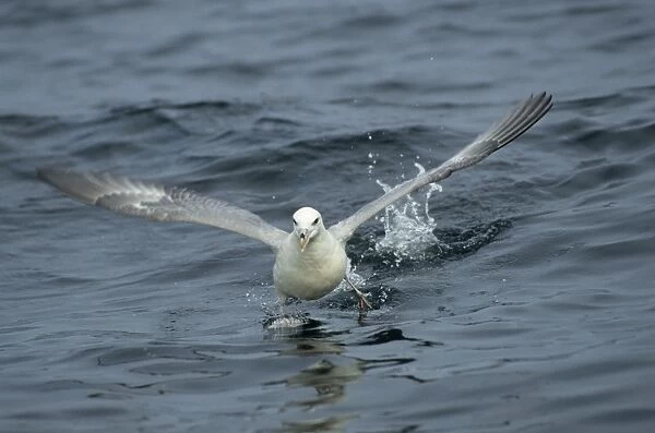 Fulmar - running across water At Sea, Scotland, UK BI002283