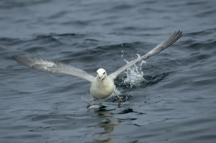 Framed Print : Fulmar - running across water At Sea, Scotland, UK BI002283 Framed Print : Fulmar - running across water At Sea, Scotland, UK BI002283