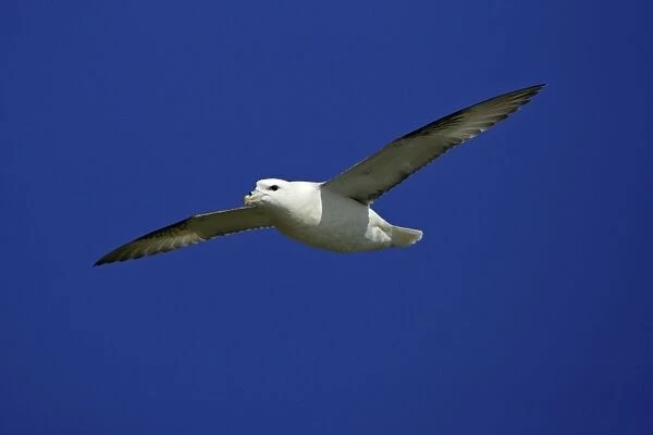 Fulmar-soaring in flight against blue sky, Northumberland UK