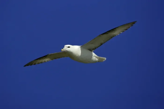 Framed Print : Fulmar-soaring in flight against blue sky, Northumberland UK