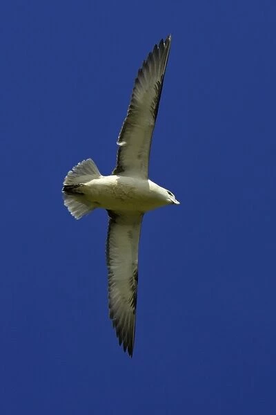 Fulmar-soaring in flight against blue sky, Northumberland UK