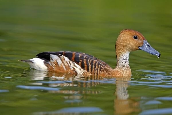 Fulvous Whistling Duck. Pensthorpe - Norfolk - UK