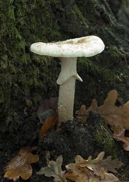 Fungi Amanita eliae October Knapp Wood Nature Reserve E. Sussex, UK