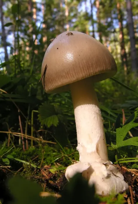Framed Print : Fungi - Amanita vaginata Ligatne Forest - Latvia Framed Print : Fungi - Amanita vaginata Ligatne Forest - Latvia