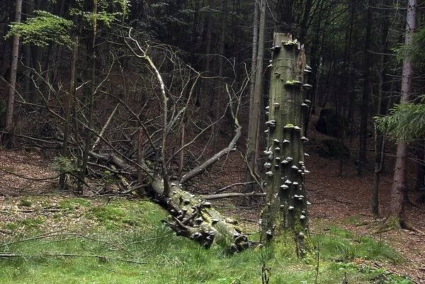 Fungi attacking a dead tree after the main bole