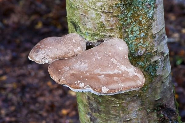 Fungi - Birch Polypore - can be seen all year round - habitat on birch - annual, but fruit bodies remain intact from one year to next. Common and not edible. Napp Wood, East Sussex. November