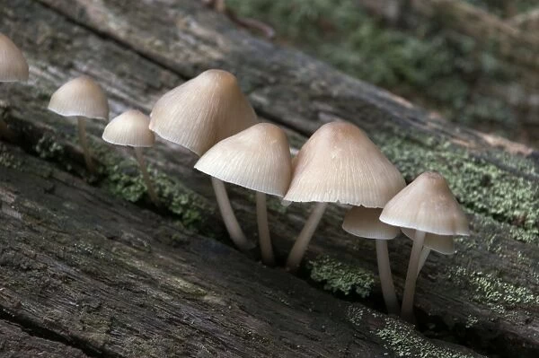 Fungi Bonnet Mycena October Knapp Wood Nature Reserve E. Sussex, UK