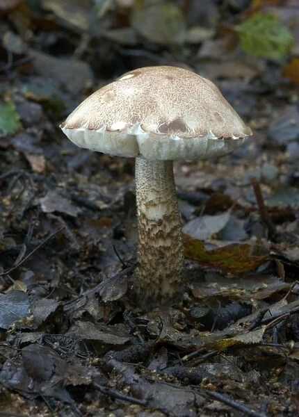 Fungi Brown Birch Bolete October Knapp Wood Nature Reserve E. Sussex, UK
